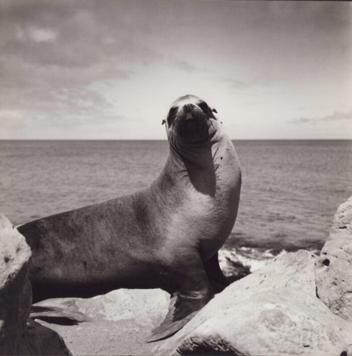 hanna seidel galapagos seal black and white photograph 1960s 0578