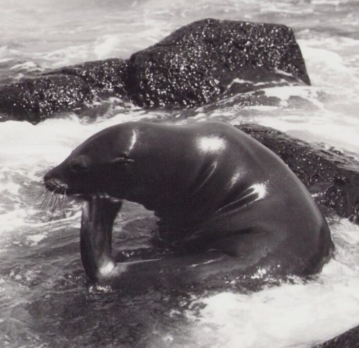 hanna seidel galapagos seal black and white photograph 1960s 3604