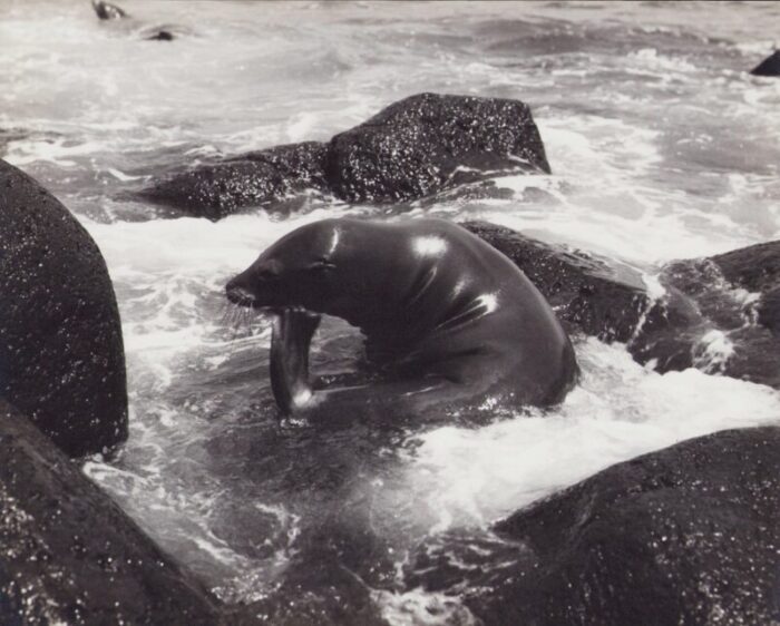 hanna seidel galapagos seal black and white photograph 1960s 4959