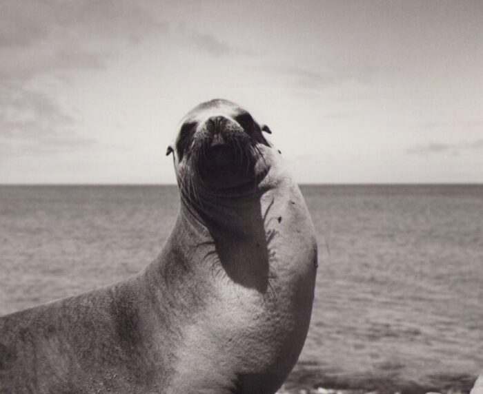 hanna seidel galapagos seal black and white photograph 1960s 6058