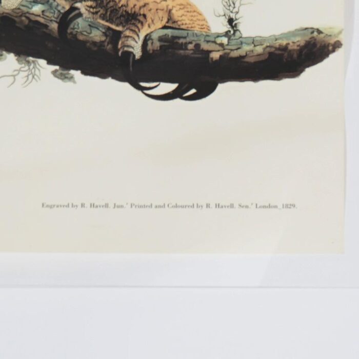 r havell double elephant folio audubon print of great horned owls c1999 1147 scaled