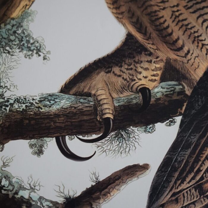 r havell double elephant folio audubon print of great horned owls c1999 2492