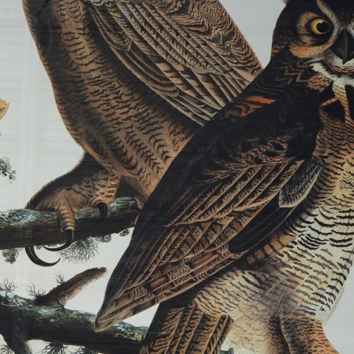 r havell double elephant folio audubon print of great horned owls c1999 3196