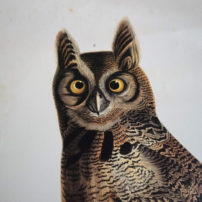 r havell double elephant folio audubon print of great horned owls c1999 8002