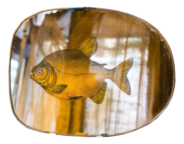 specchio swimming free fish mirror from unique mirrors 3140