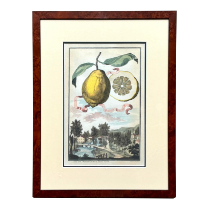 vintage coastal lemon engraving on paper 0225