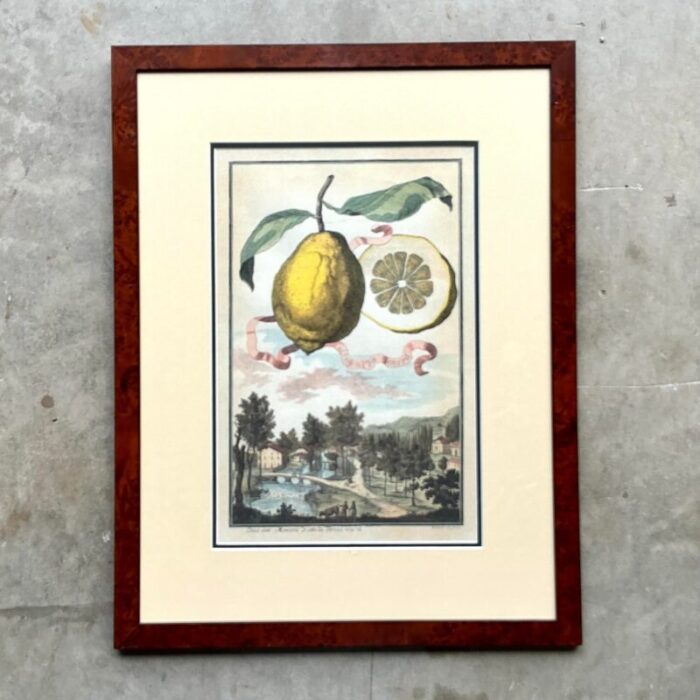 vintage coastal lemon engraving on paper 0308