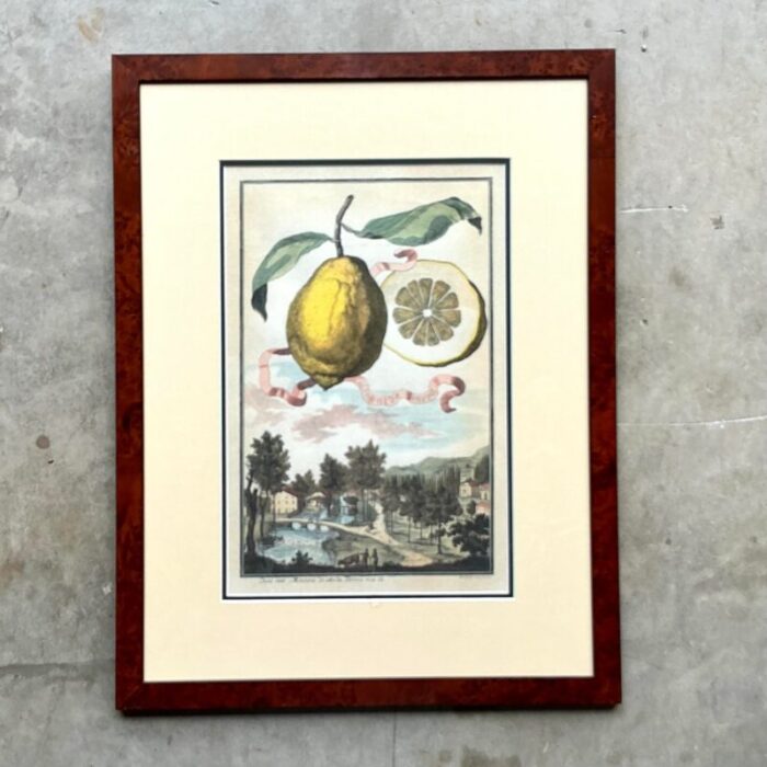 vintage coastal lemon engraving on paper 5284