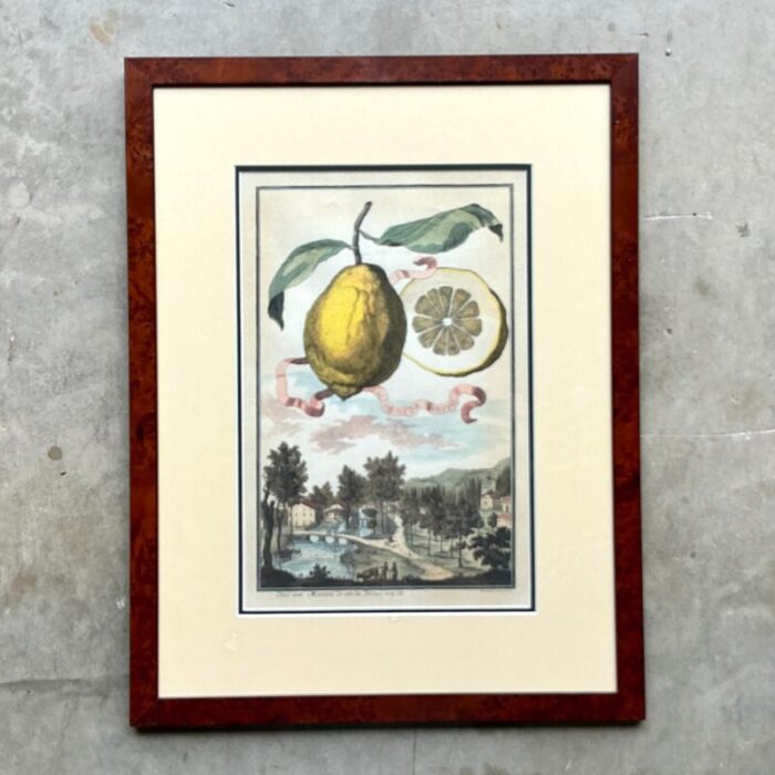 vintage coastal lemon engraving on paper 6219