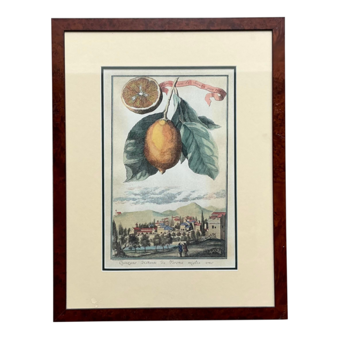 vintage coastal lemon engraving on paper 7283