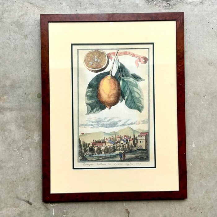 vintage coastal lemon engraving on paper 7371